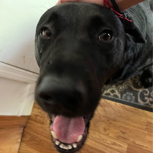 Meet your Posher, Darien